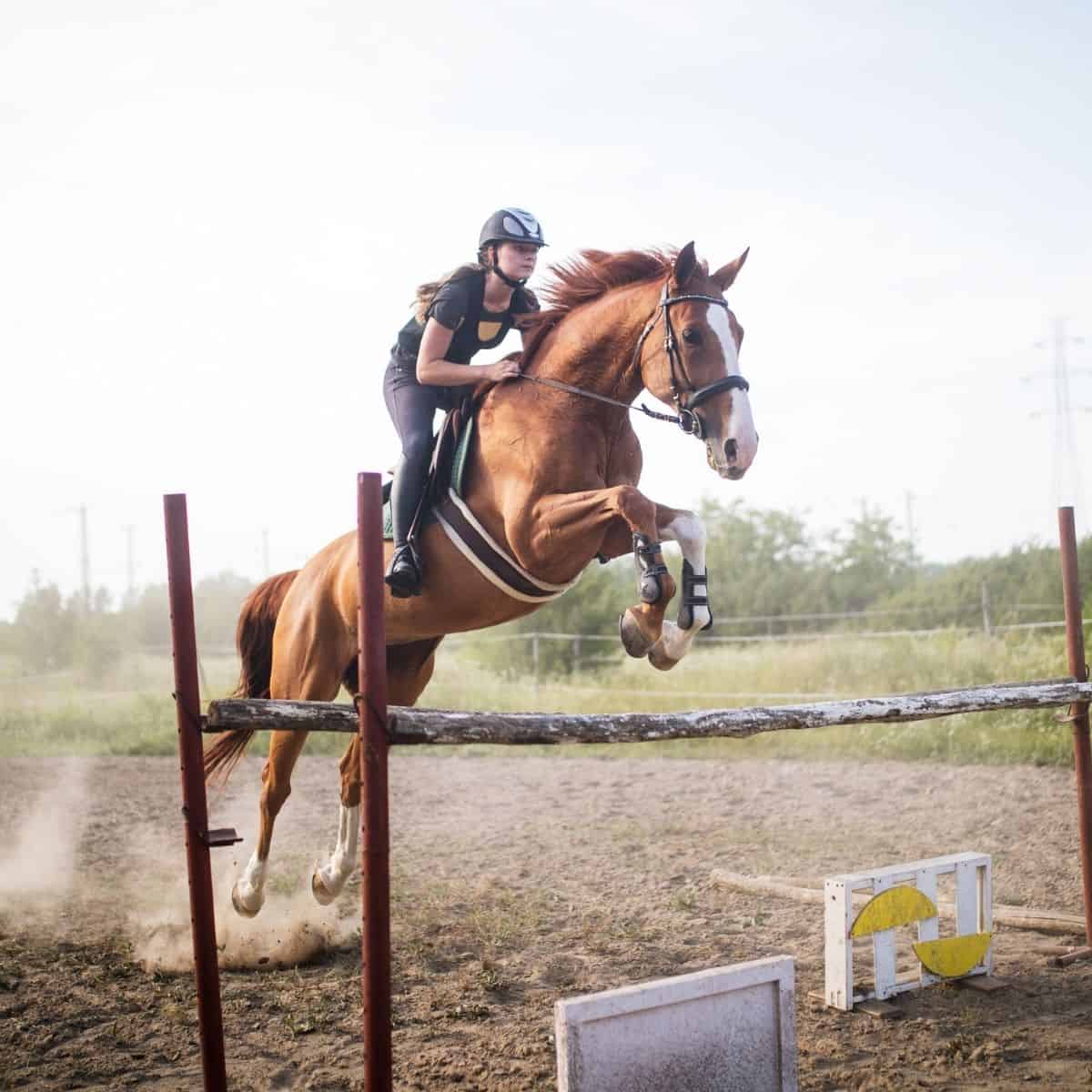 Horse-Jumps-Feature Ados